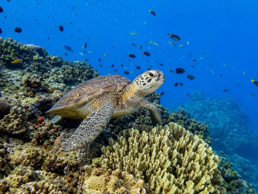 Réserve Cousteau