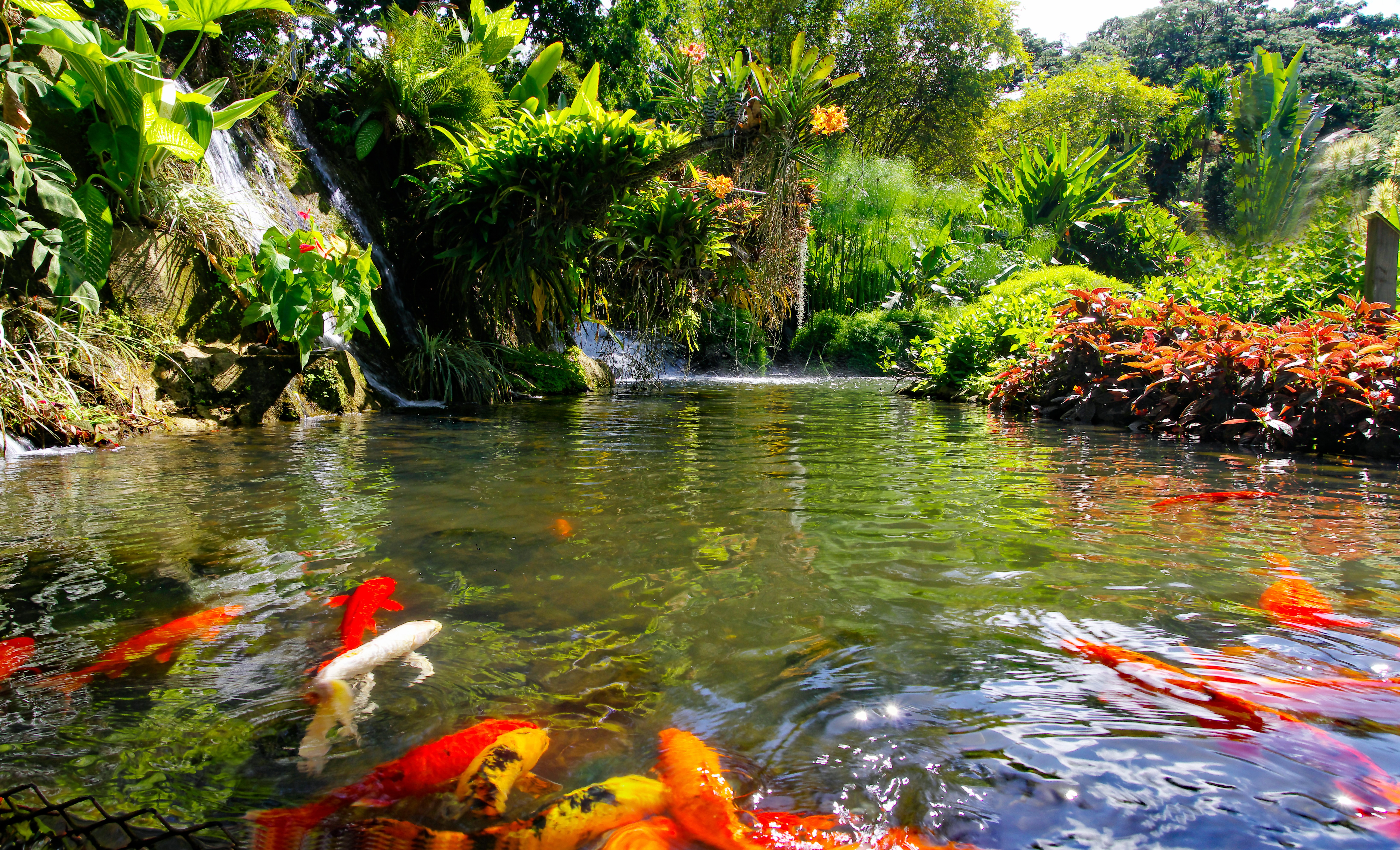 Jardin botanique de Deshaies